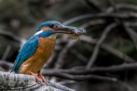 Common kingfisher