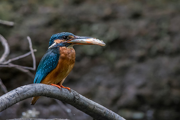 Common kingfisher