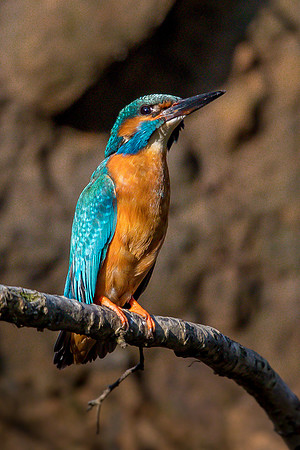 Common kingfisher
