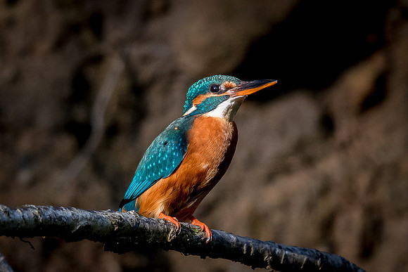 Common kingfisher