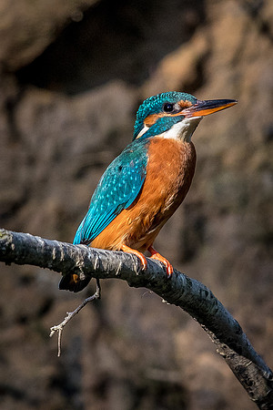 Common kingfisher