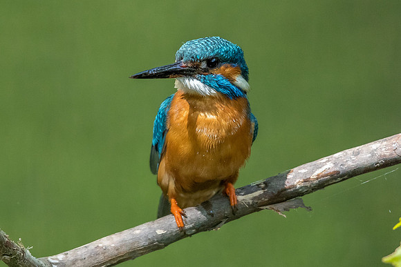 Common kingfisher