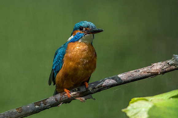 Common kingfisher