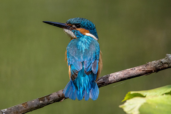 Common kingfisher