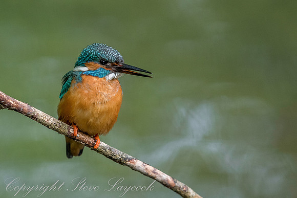 Common kingfisher