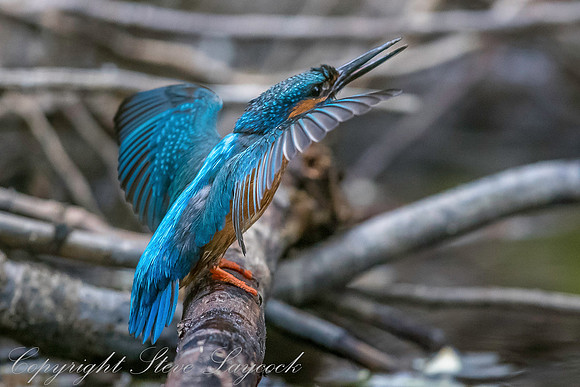 Common kingfisher