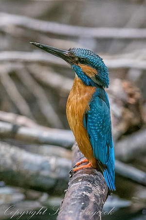 Common kingfisher