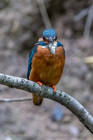 Common kingfisher