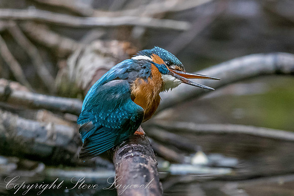 Common kingfisher