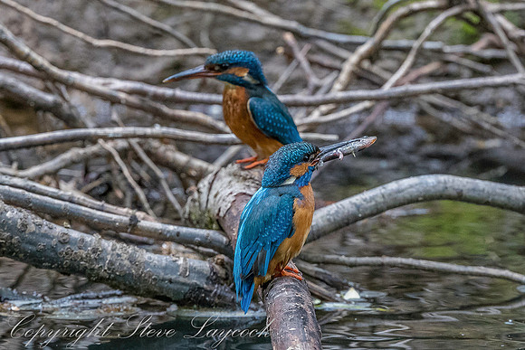 Common kingfisher