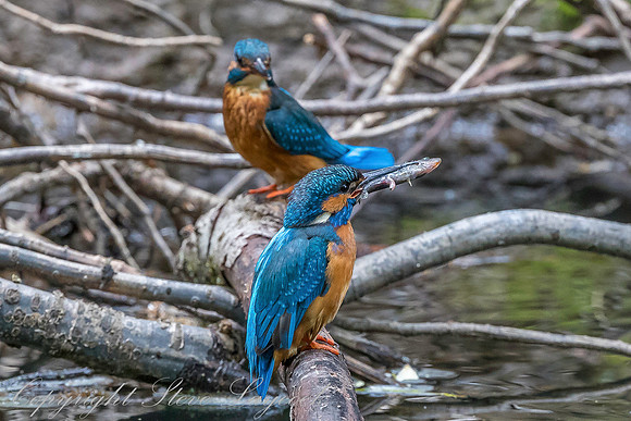 Common kingfisher