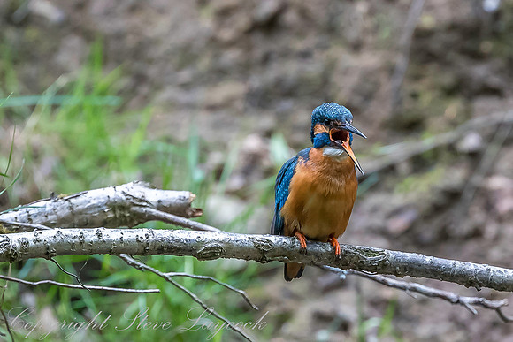 Common kingfisher