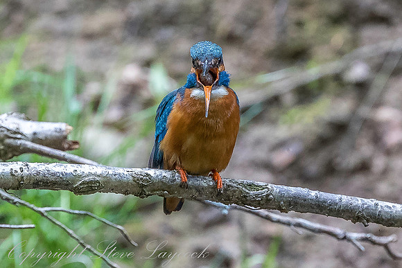Common kingfisher