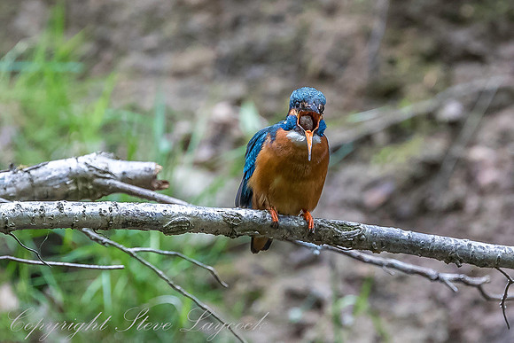 Common kingfisher