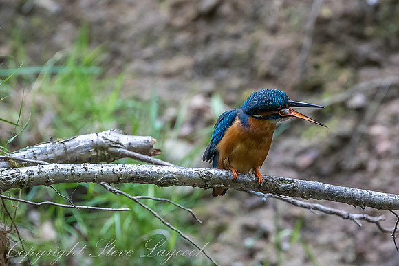 Common kingfisher