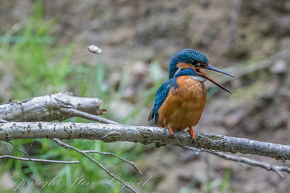 Common kingfisher