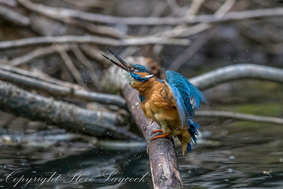 Common kingfisher