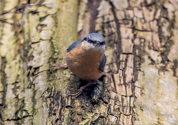 Nuthatch