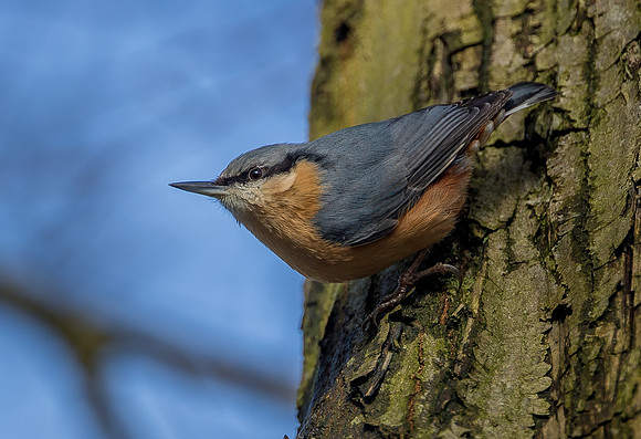 Nuthatch