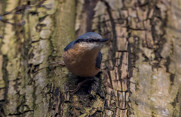 Nuthatch