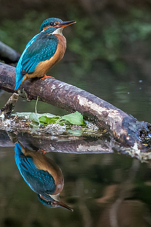 Female kingfisher reflecting in the river