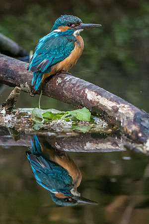 Male Kingfisher reflecting in the river