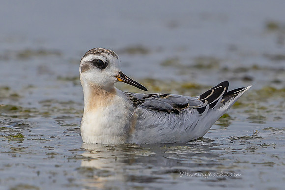 grey phalarope