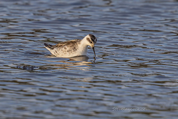 red-necked phalarope