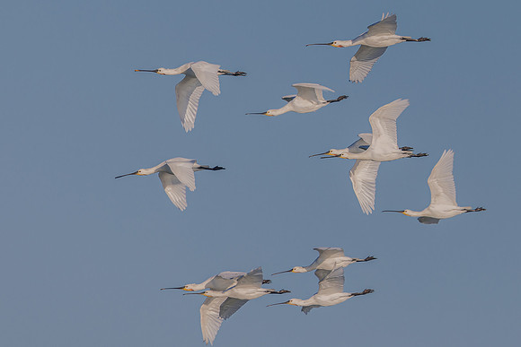 spoonbill