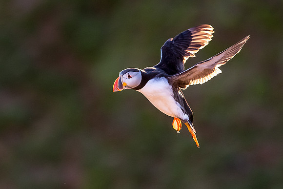 SLDX0045