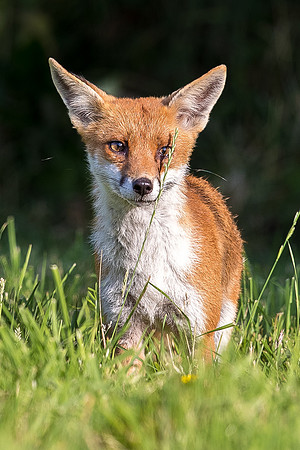 The red fox, Vulpes vulpes