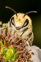 Collete sp.