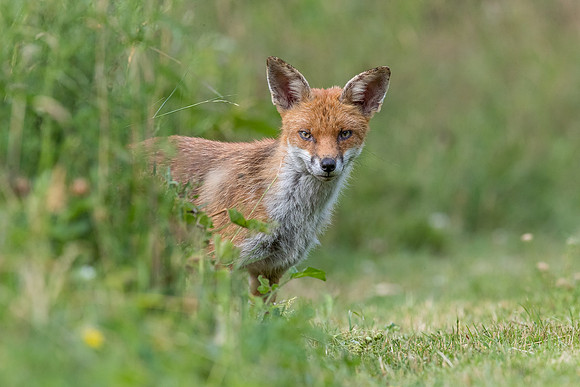 The red fox, Vulpes vulpes