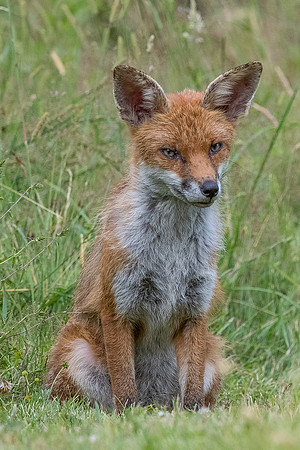 The red fox, Vulpes vulpes