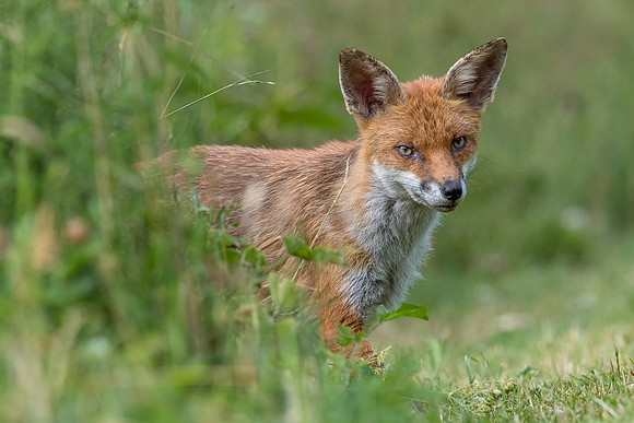 The red fox, Vulpes vulpes