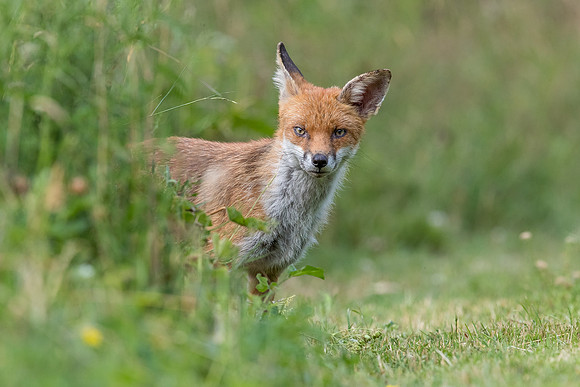 The red fox, Vulpes vulpes