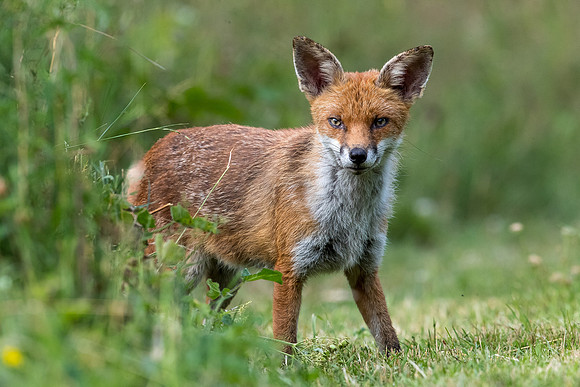 The red fox, Vulpes vulpes