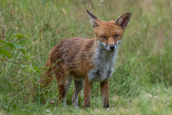 The red fox, Vulpes vulpes