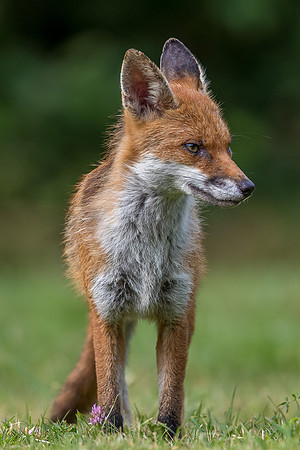 The red fox, Vulpes vulpes