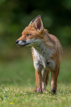 The red fox, Vulpes vulpes