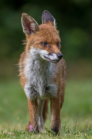The red fox, Vulpes vulpes