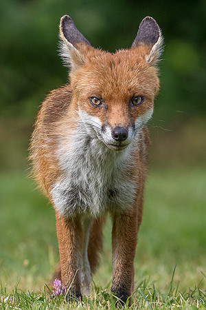 The red fox, Vulpes vulpes