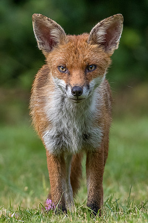 The red fox, Vulpes vulpes