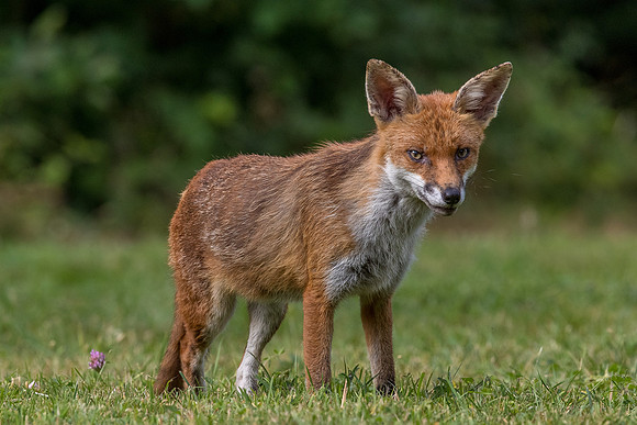 The red fox, Vulpes vulpes