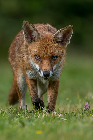 The red fox, Vulpes vulpes