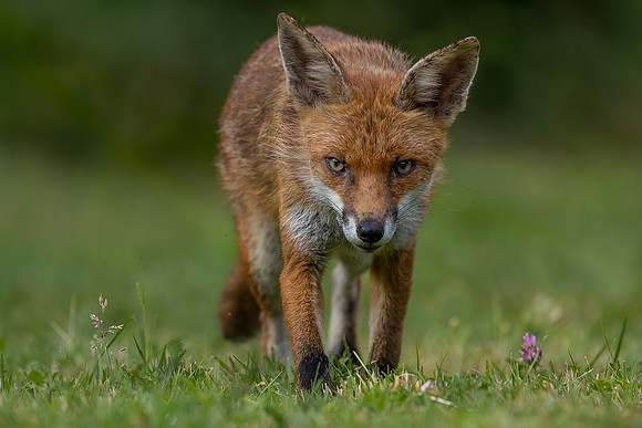 The red fox, Vulpes vulpes