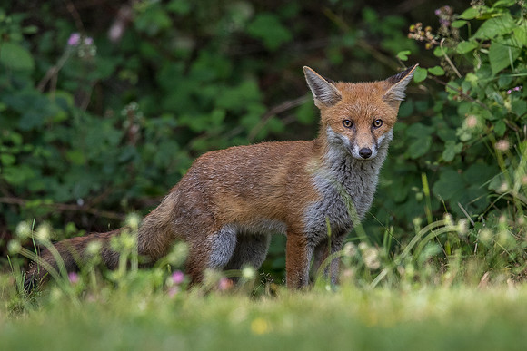 The red fox, Vulpes vulpes