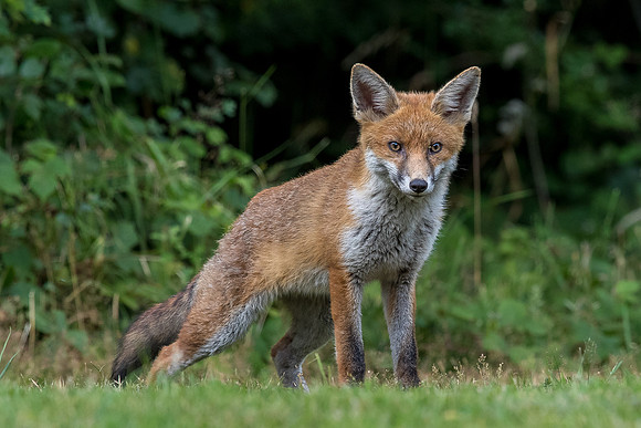 The red fox, Vulpes vulpes