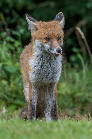 The red fox, Vulpes vulpes