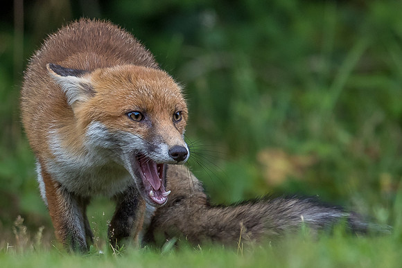 The red fox, Vulpes vulpes